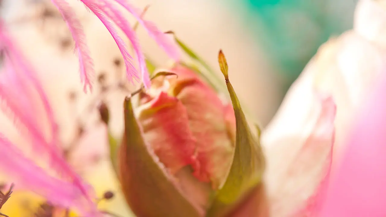 Blumen im Tantra Tempel von Estrela Tantramassage Stuttgart